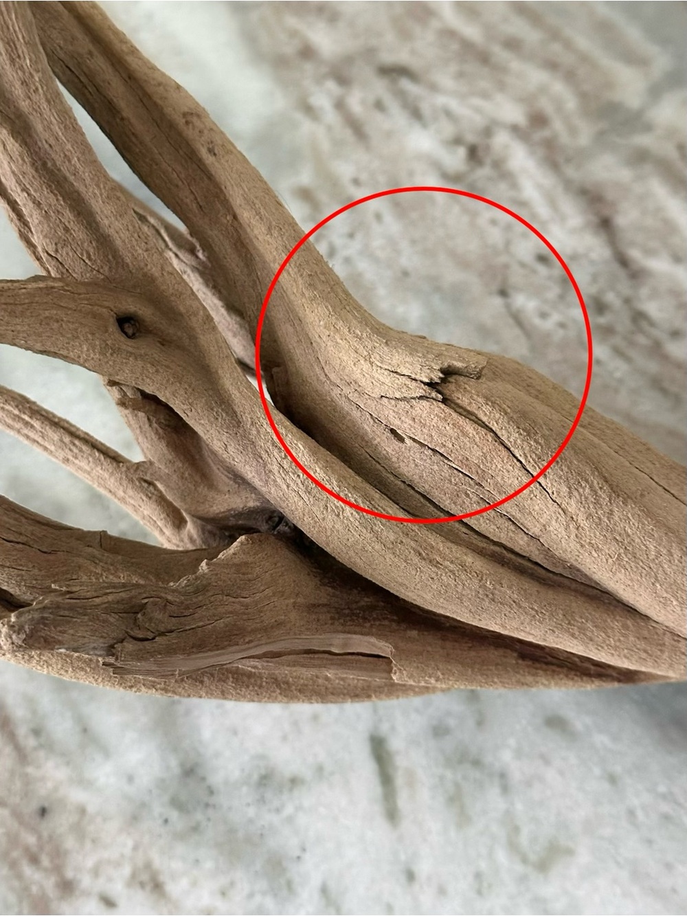 Large Natural Driftwood Branch - Coastal Beach Decor - Picture 12 of 17